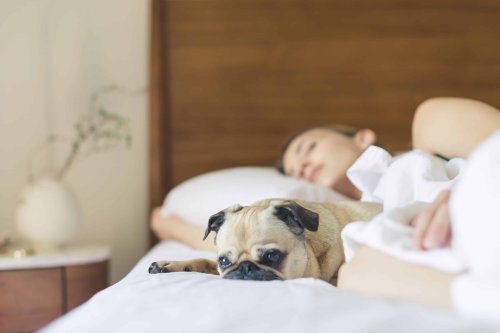 pug in bed with woman