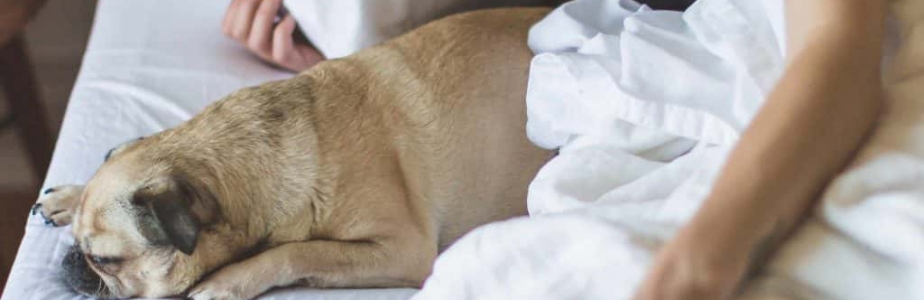 pug asleep in bed